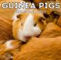 Guinea Pigs Calendar 2022 - Preview