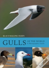 Gulls Of The World