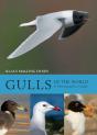 Gulls Of The World - Preview