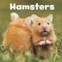 Hamsters - Preview