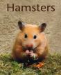 Hamsters - Preview