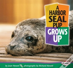 Capa do artigo Harbor Seal Pup Grows Up