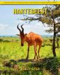 Hartebeest - Preview