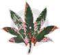 Hashish - Vinil - Preview