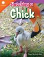 Hatching A Chick - Preview