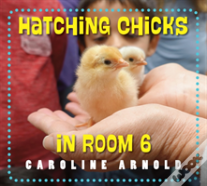 Hatching Chicks In Room 6