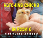Hatching Chicks In Room 6 - Preview