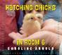 Hatching Chicks In Room 6 - Preview