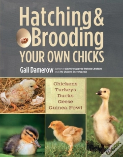 Capa do artigo Hatching & Brooding Your Own Chicks