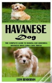 Havanese Dog