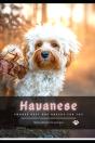 Havanese - Preview