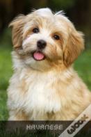 Havanese