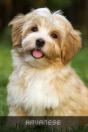 Havanese - Preview