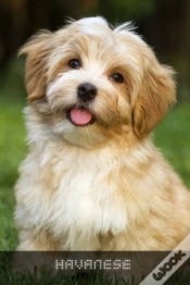 Capa do artigo Havanese