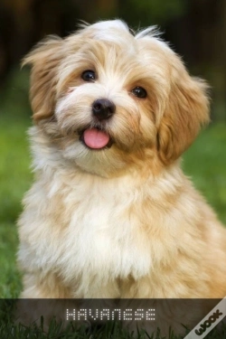 Capa do artigo Havanese