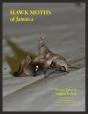 Hawk Moths Of Jamaica - Preview
