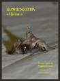 Hawk Moths Of Jamaica - Preview