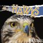 Hawks - Preview