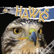 Capa do artigo Hawks