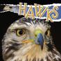 Hawks - Preview