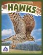 Hawks - Preview
