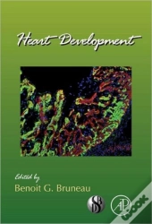 Heart Development