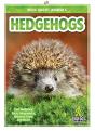Hedgehogs - Preview
