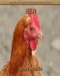 Hen - Preview