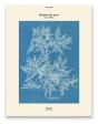 Herbier Des Mers - Preview