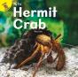 Hermit Crab - Preview