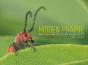 Hidden Prairie - Preview