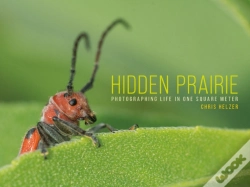Capa do artigo Hidden Prairie