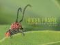 Hidden Prairie - Preview