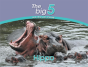 Hippo - Preview