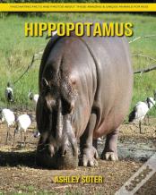 Hippopotamus