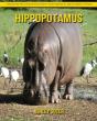 Hippopotamus - Preview