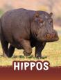 Hippos - Preview