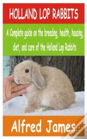 Holland Lop Rabbits