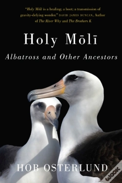 Capa do artigo Holy Moli