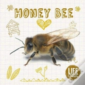 Capa do artigo Honey Bee