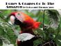 Honey &Amp; Grapes Go To The Amazon - Preview