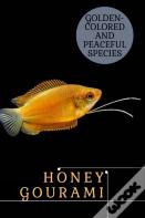 Honey Gourami