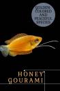 Honey Gourami - Preview