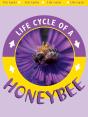 Honeybee - Preview