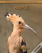 Hoopoe
