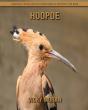 Hoopoe - Preview