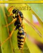 Hornets - Preview