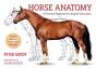 Horse Anatomy - Preview