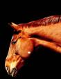 Horses - Preview