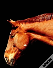 Capa do artigo Horses